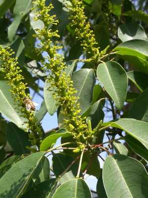乌桕树流蜜花期有多长？安徽省高产蜜源植物
