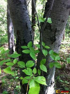杵榆是东北的什么树?植物红红娘子图片-图1 杵榆是东北的什么树?植物红红娘子图片-图1