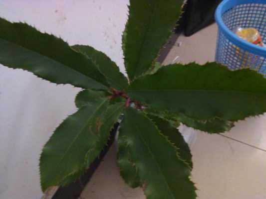 长条叶子尖端有刺的植物？叶尖带刺绿化植物图片