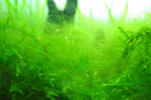 鱼缸里水藻会耗氧吗？植物增氧和耗氧-图1