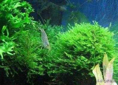 鱼缸里水藻会耗氧吗？植物增氧和耗氧-图2