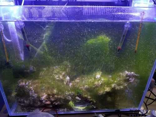 鱼缸里水藻会耗氧吗？植物增氧和耗氧-图3