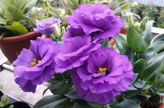 紫桔的寓意是什么？紫色辟邪的植物有哪些