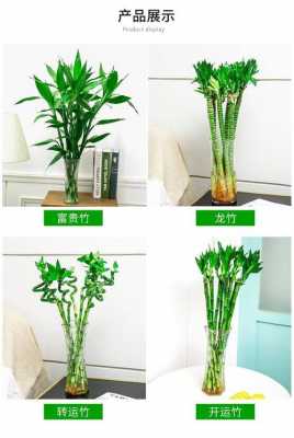 为什么水培竹子长得细？细竹子种植物图片