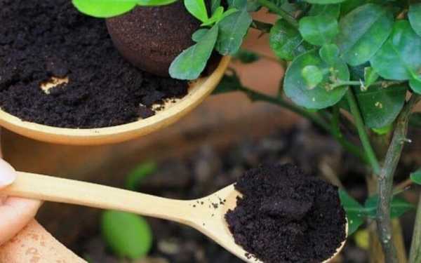 咖啡渣可以用来养花吗？咖啡渣能种植物吗