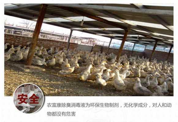 石灰粉怎样消毒鸭圈？鸭舍用植物什么消毒