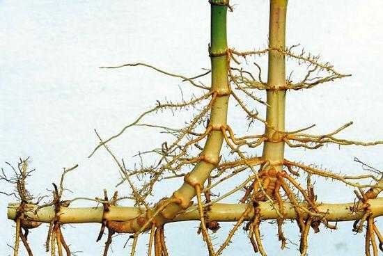 弯曲的活体植物根茎是什么？什么植物根部与竹子相似