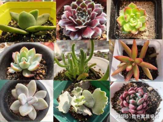 多肉喜阴还是喜阳呢？多肉植物喜潮吗