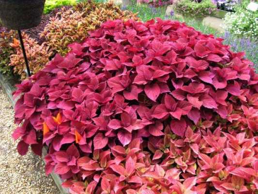 有没有，红色叶子的，矮小的，适合盆栽的植物？颜色丰富植物图片大全