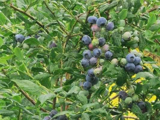 蓝莓长在树上的是什么？蓝莓是树生植物吗