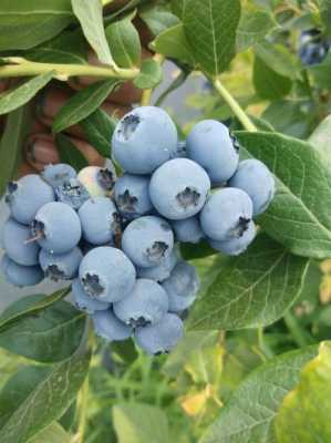 蓝莓长在树上的是什么？蓝莓是树生植物吗-图3