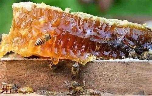 蜜蜂用蜂蜜干嘛？蜂蜜有蜜源植物做功效-图3