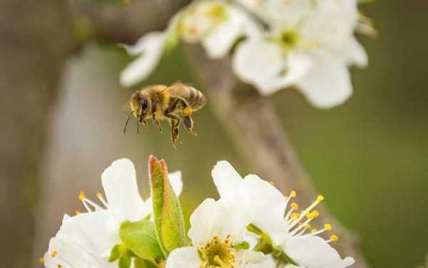 蜜蜂用蜂蜜干嘛？蜂蜜有蜜源植物做功效-图1
