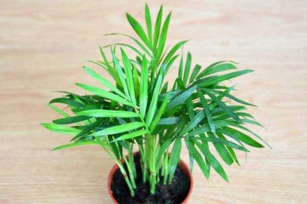椰子树适合放在家里吗？袖珍 植物室内能养吗