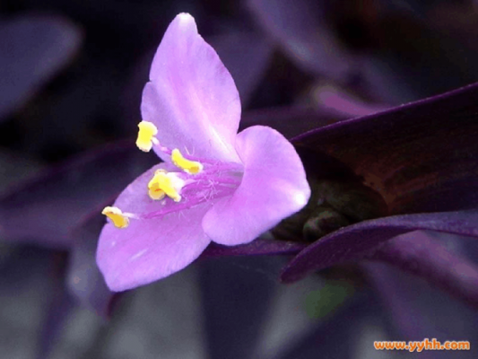 为什么紫色植物遇到酸会变红？紫罗兰的植物资料
