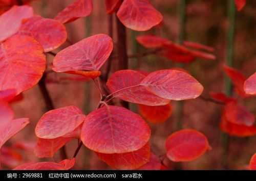 近似圆形的叶子有哪些？圆形叶子红色植物图片