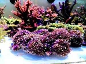 火柴头珊瑚饲养技巧？珊瑚植物的养殖方法如下
