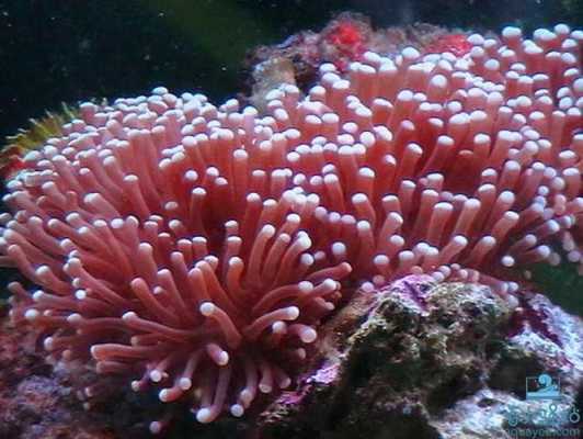 火柴头珊瑚饲养技巧？珊瑚植物的养殖方法如下-图2