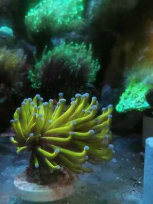 火柴头珊瑚饲养技巧？珊瑚植物的养殖方法如下-图3