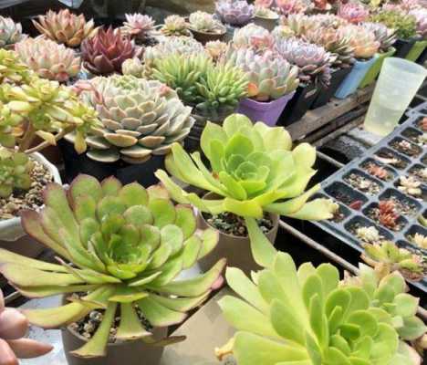 多肉4-5度天气会冻死吗？多肉植物花怕冷吗