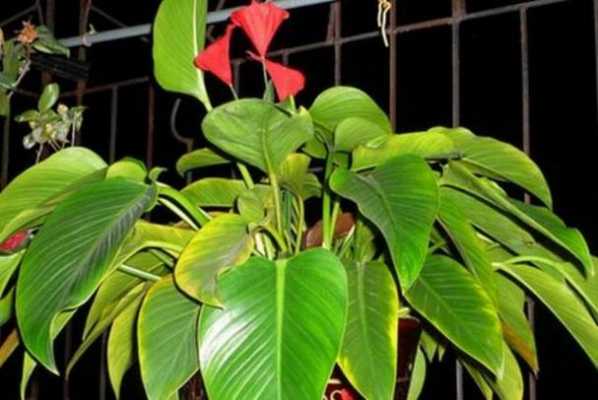 养金钻的正确方法？植物金钻的养殖方法