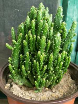 姬珊瑚和摇钱树是不是一种植物？多肉植物摇钱树姬珊瑚