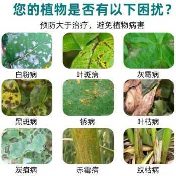 兰花常用肥（兰花常用肥料和杀菌剂）-图3