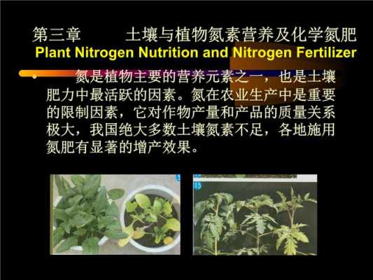 什么植物产生氮肥？什么植物需要浇氮肥的-图2