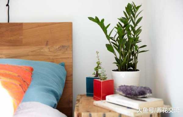 背阴卧室适合养什么植物？最宜放在卧室的植物