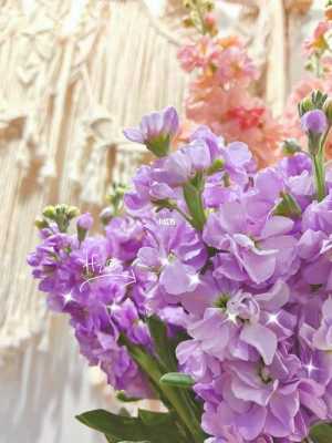 淡紫色紫罗兰花语（紫罗兰色的花有哪些）