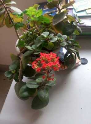圆叶红花是什么花？植物百科圆叶