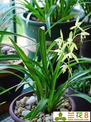 兰花要养过久能开花(兰花多久)-图3 兰花要养过久能开花(兰花多久)-图3