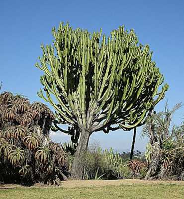 沙漠里被称为“老寿星”的植物是什么?能活多久？超级寿星植物是指什么-图3