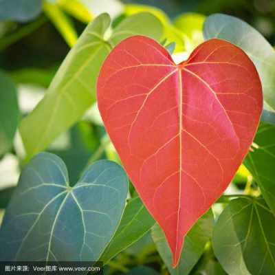 心形小绿叶,叶子背面为红色请问这是什么植物？叶子背面红色的植物