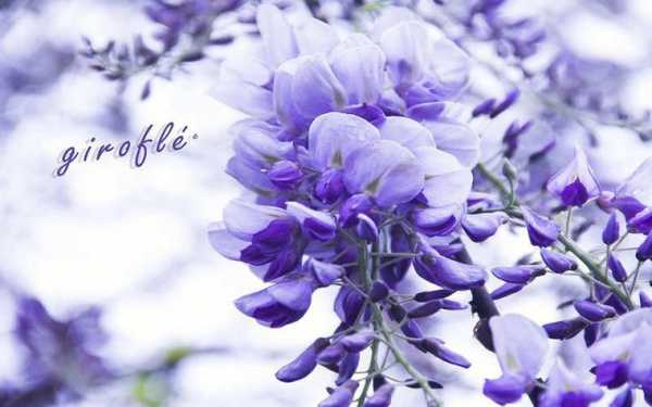 紫罗兰的花语是啥？紫罗兰图片及植物花语