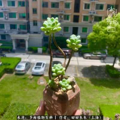 福州天使之泪要爬山吗？绿色小植物天使之泪