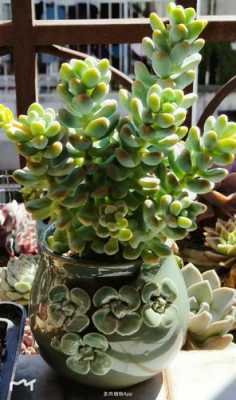 福州天使之泪要爬山吗?绿色小植物天使之泪-图2 福州天使之泪要爬山吗?绿色小植物天使之泪-图2
