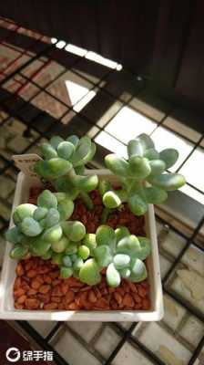 福州天使之泪要爬山吗?绿色小植物天使之泪-图3 福州天使之泪要爬山吗?绿色小植物天使之泪-图3