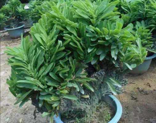 玉麒麟生长速度？玉麒麟植物用什么肥料