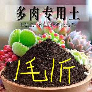多肉植物土可以种花吗？多肉植物土哪里买