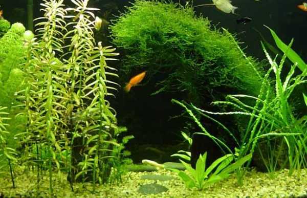 鱼缸浮在水面最好养的植物？适合鱼缸养浮游植物