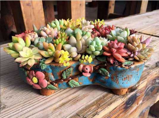 多肉植物花盆怎么养？多肉植物怎么种盆