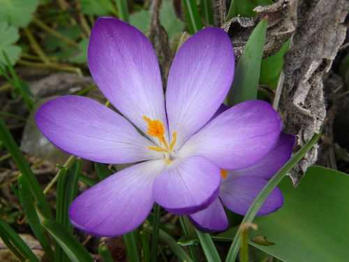 冬季耐寒开紫红色小花有哪些？紫色叶植物花大全图片