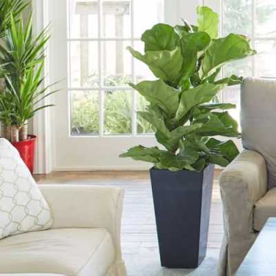 客厅里常放的大型绿色植物有哪些？谁来介绍下？客厅开花大型的植物-图2
