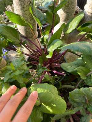 紫菜苔生长期是多久？莲座状植物抽臺开花