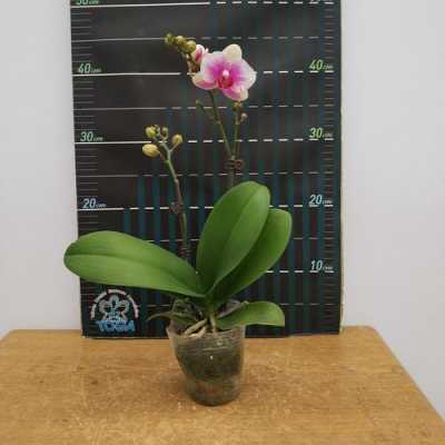 蝴蝶兰花苞时间(蝴蝶兰花苞期施什么肥)-图3 蝴蝶兰花苞时间(蝴蝶兰花苞期施什么肥)-图3