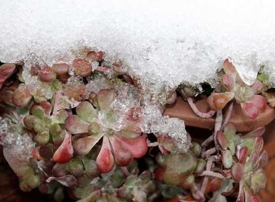 冬天植物们都在干什么？冬天怎样养植物图片