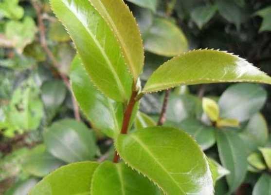叶组词有哪些词语？茶树属于什么子叶植物