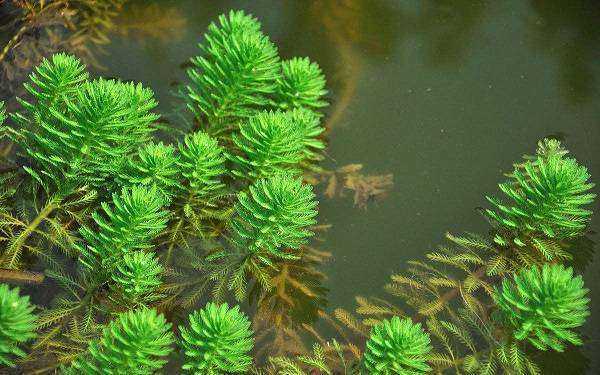 水性植物有哪些？沉水植物有多少种-图3