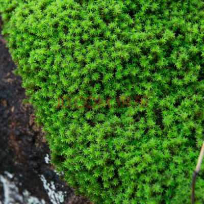 苔藓植物大约最高是多少厘米？苔藓植物图片放大